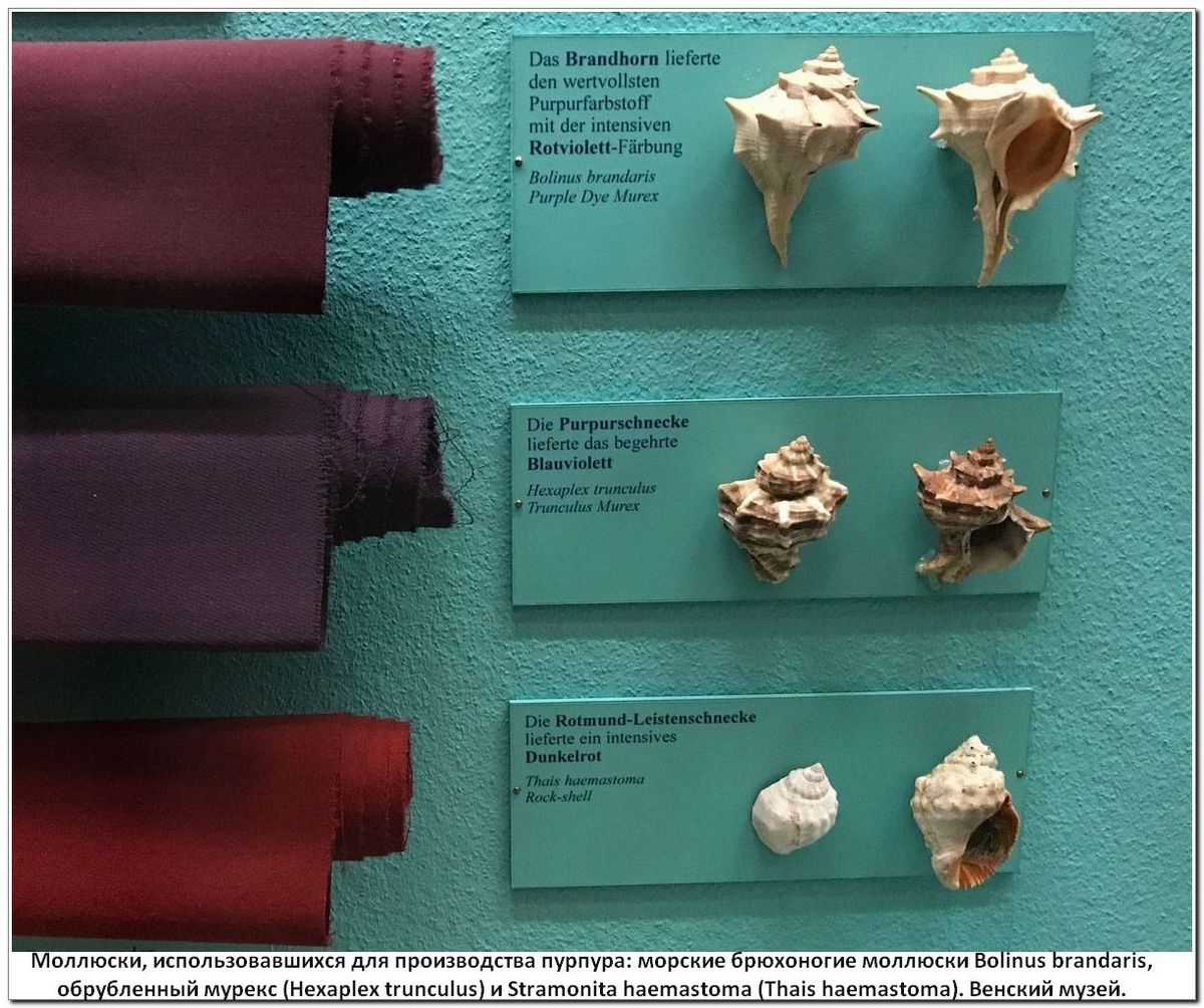 Пурпур из моллюсков мурексов