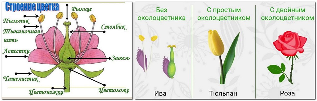 Строение цветка-орнаментклуб
