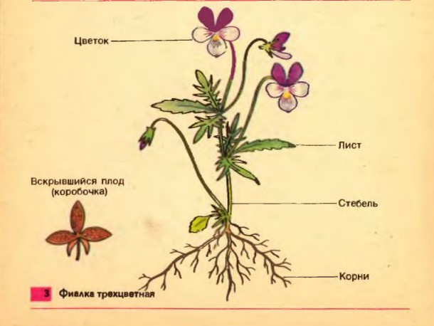 Строение цветка