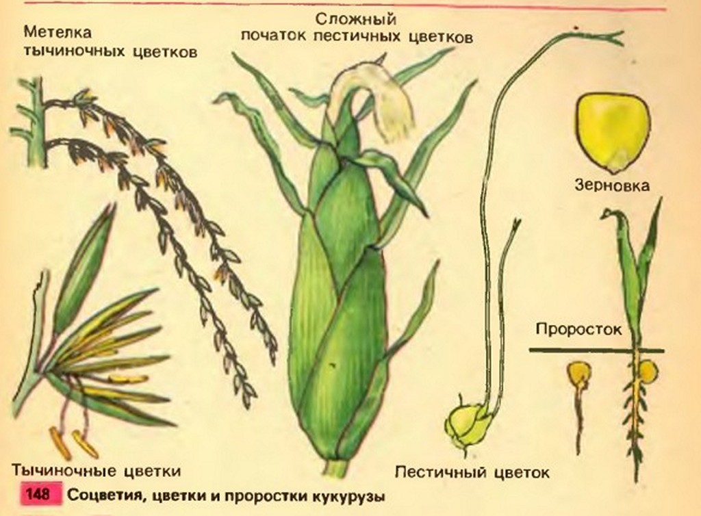 Злаковые