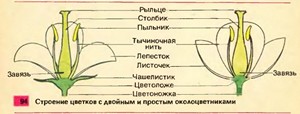 Строение цветка -орнаментклуб